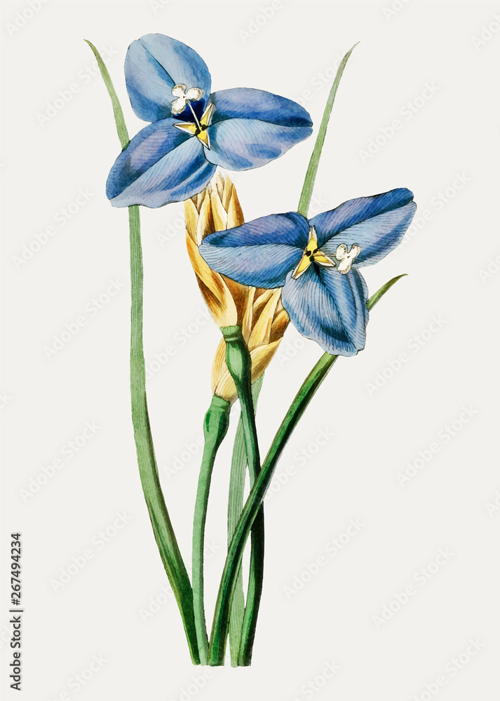 Blue iris