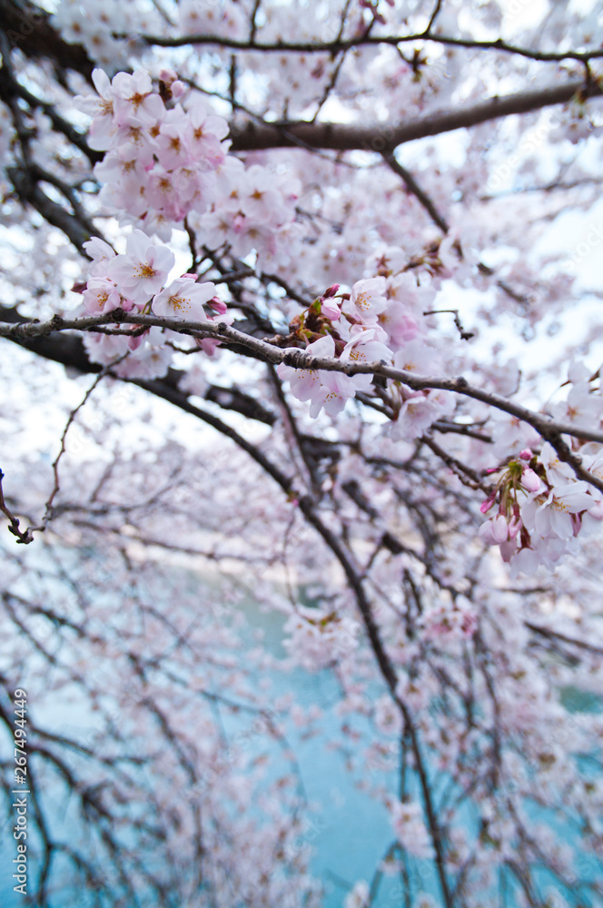 Scenery of cherry blossoms in full bloom around Osaka Castle.