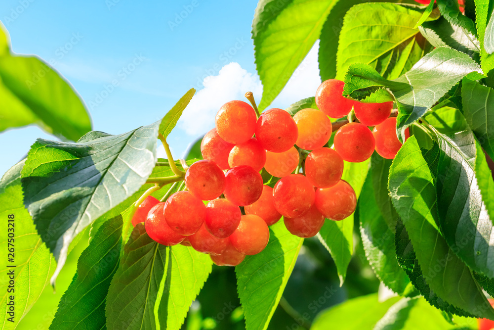 Cherry tree with ripe cherries in the garden