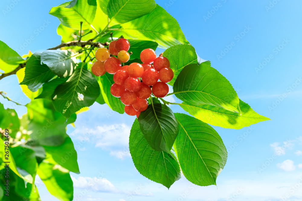 Cherry tree with ripe cherries in the garden