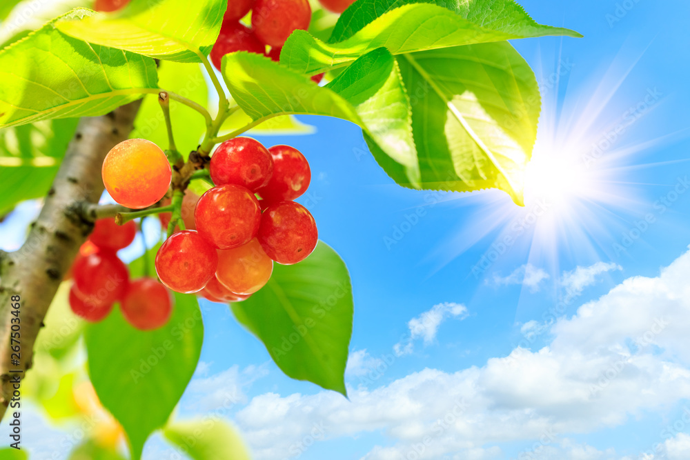 Cherry tree with ripe cherries in the garden