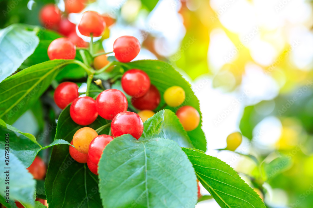 Cherry tree with ripe cherries in the garden