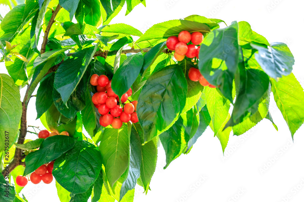 Cherry tree with ripe cherries in the garden