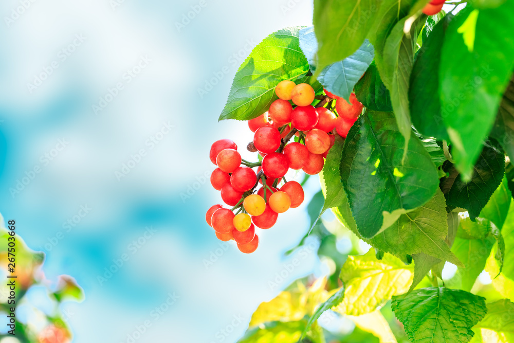 Cherry tree with ripe cherries in the garden