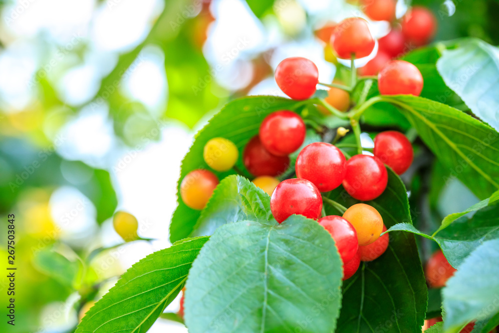 Cherry tree with ripe cherries in the garden