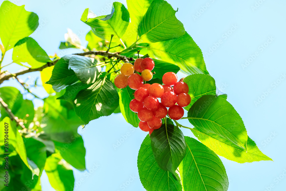 Cherry tree with ripe cherries in the garden