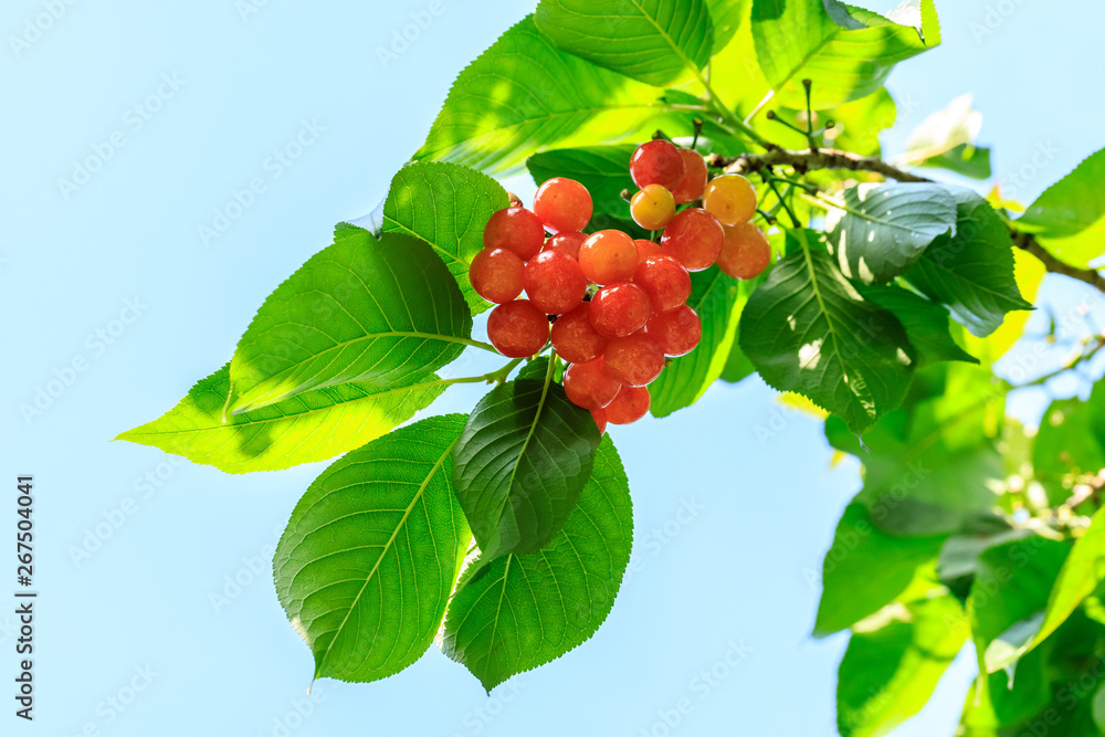 Cherry tree with ripe cherries in the garden