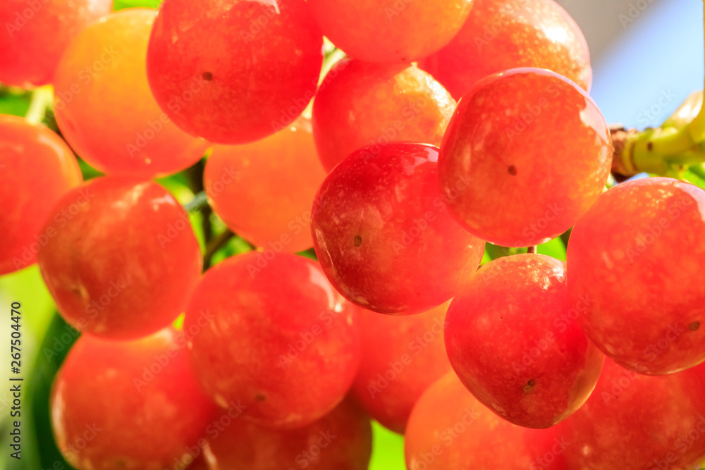 Cherry tree with ripe cherries