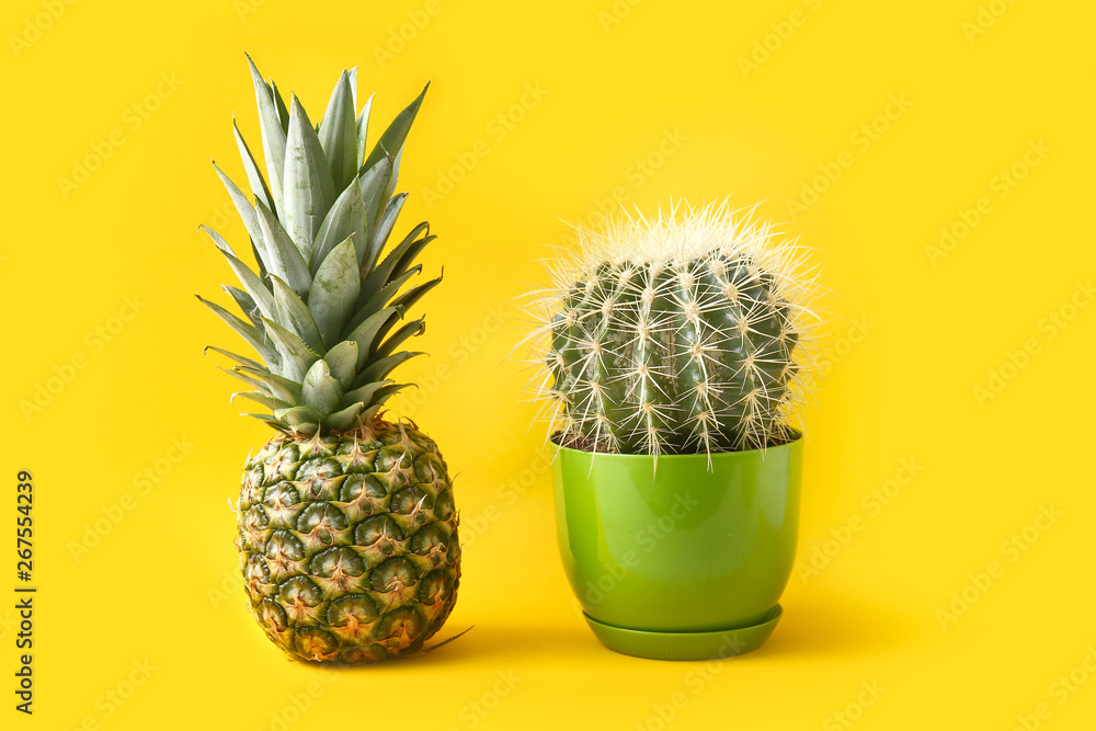 Ripe pineapple and cactus on color background