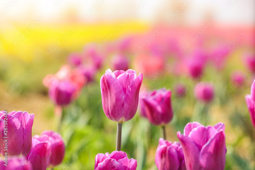 Beautiful blossoming tulips in countryside on spring day