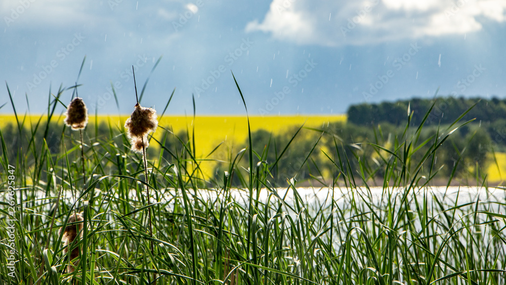 Rain over a small lake, with a farmland royal field