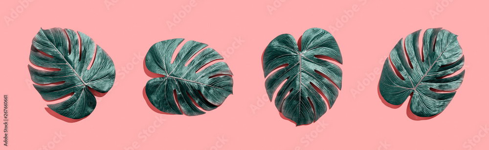 Tropical plant Monstera leaves overhead view flat lay