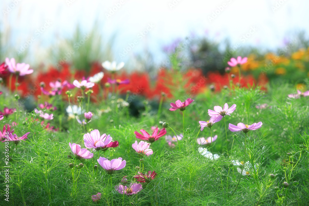 Flowers blown by the wind in the fields, colorful flowers and beautiful skies, natural backgrounds