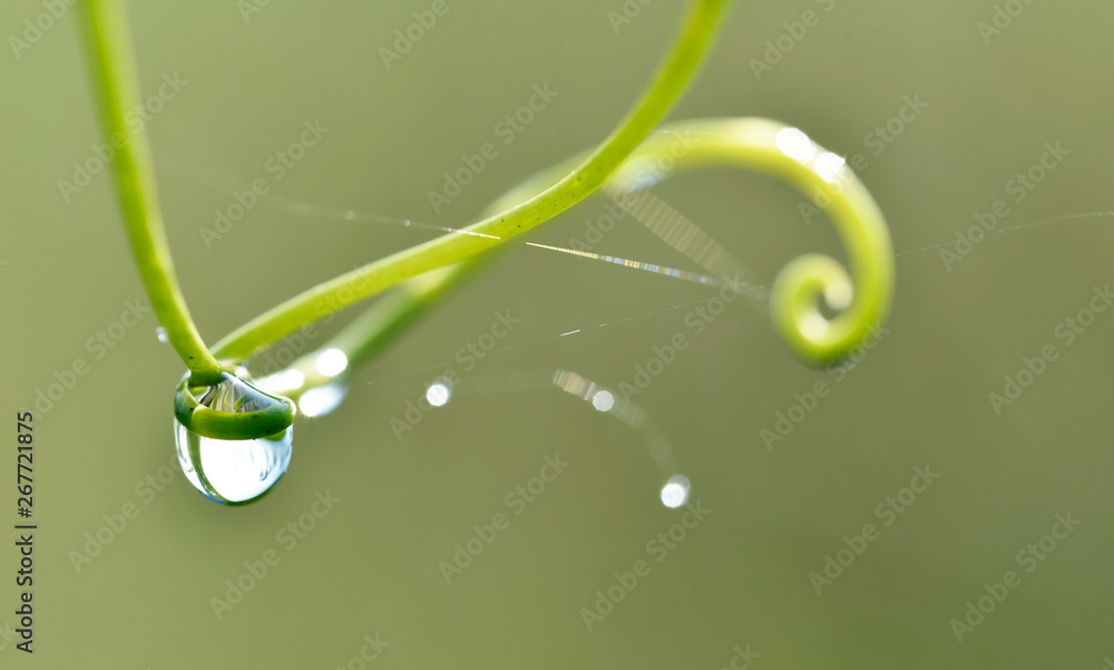 A droplet on a tip of fern leaf with green blur background