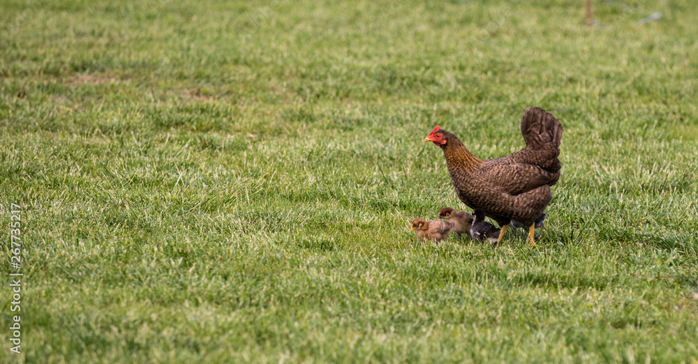 Eating domestic chicken hen with chickens on poultry yard