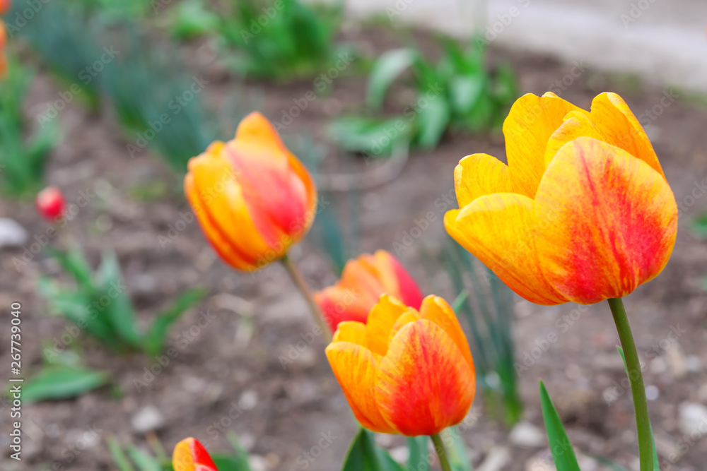 Beautiful tulip flowers outdoors on spring day