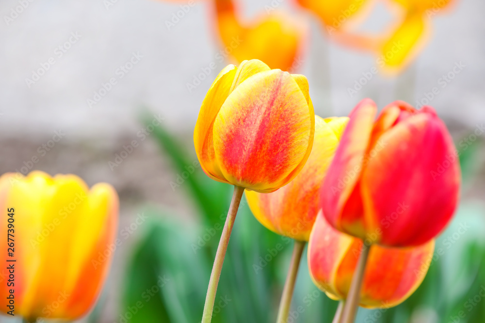 Beautiful tulip flowers outdoors on spring day