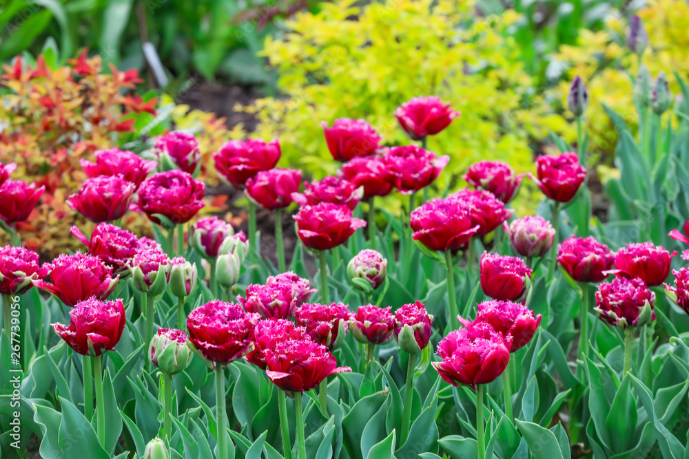 Beautiful tulip flowers outdoors on spring day