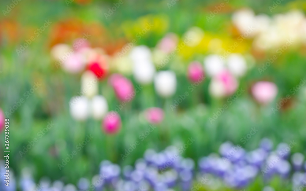 Beautiful flowers outdoors, blurred view