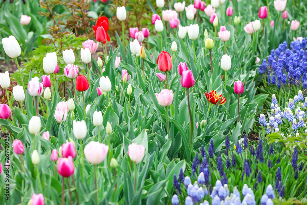 Beautiful flowers outdoors on spring day