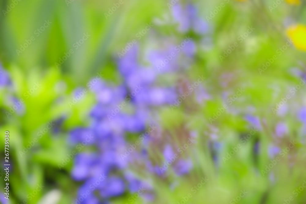 Beautiful flowers outdoors, blurred view