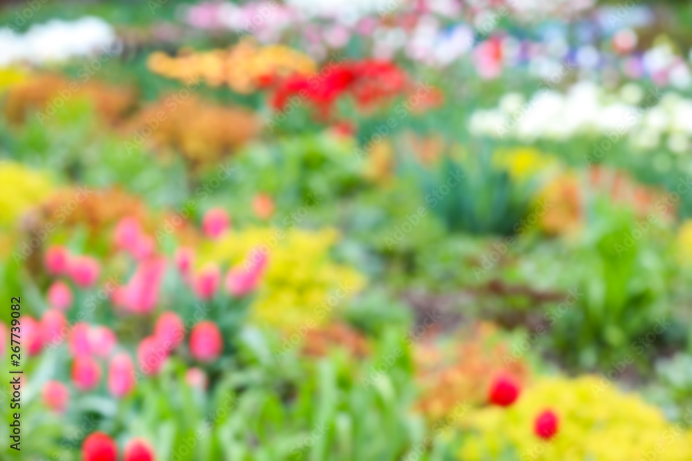 Beautiful flowers outdoors, blurred view