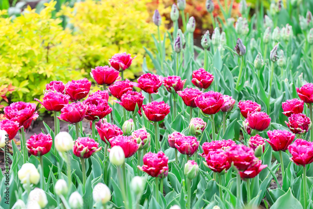 Beautiful tulip flowers outdoors on spring day