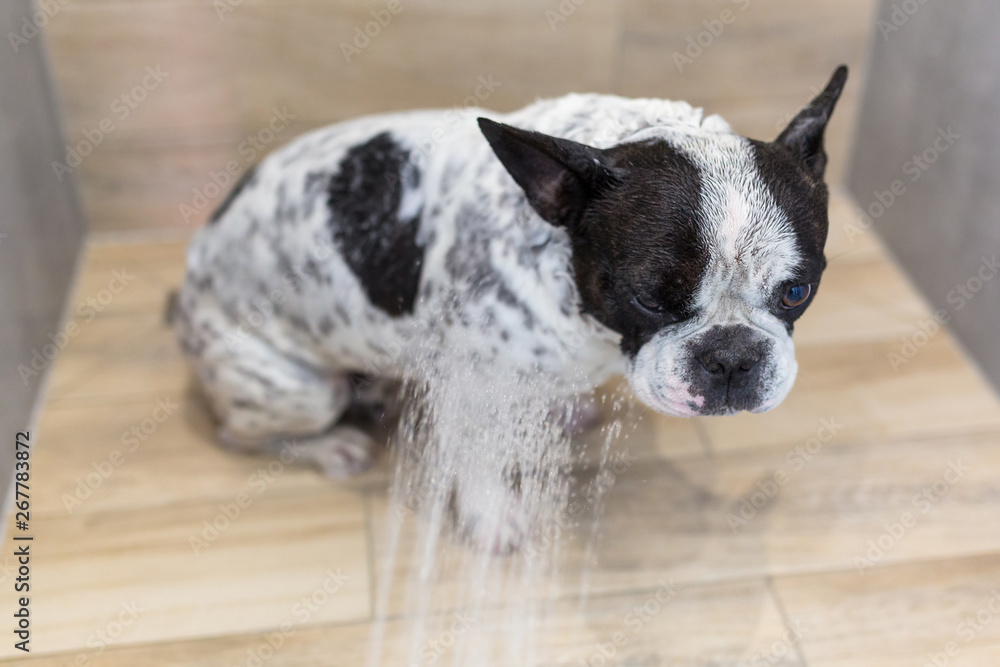 可爱的法国斗牛犬洗澡