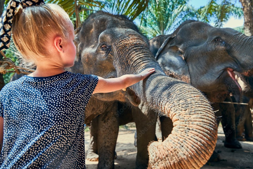 Little girl stroking the trunk of a large Asian elephant