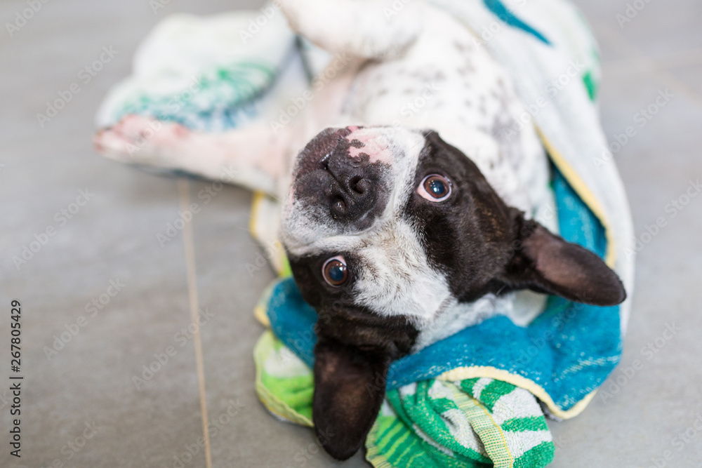 Cute french bulldog wrapped in towel after bath