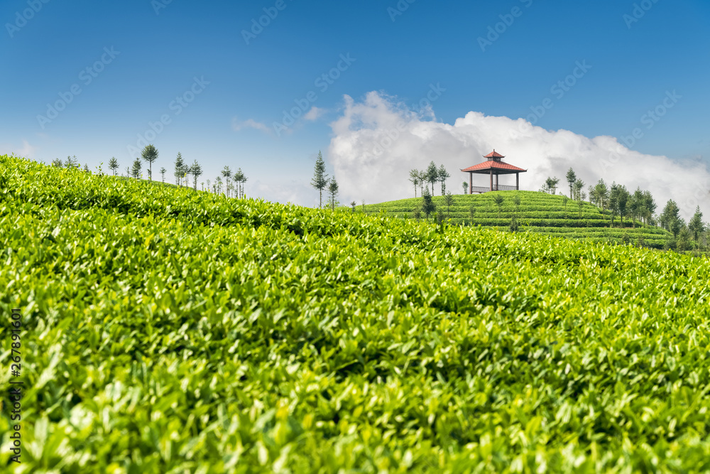 green tea plantation