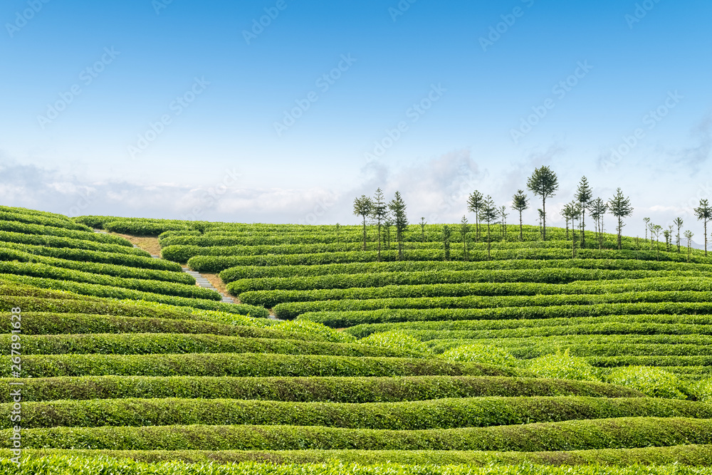 beautiful tea plantation landscape