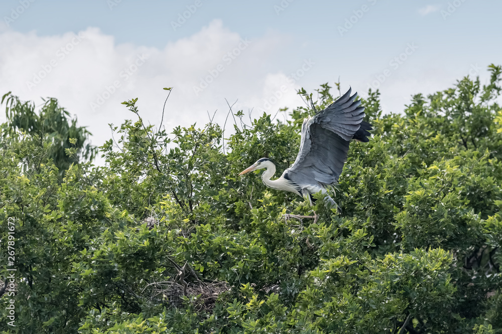 beautiful grey heron