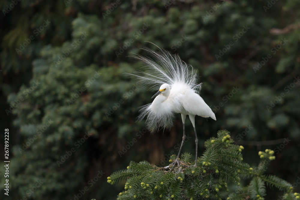 great white egret