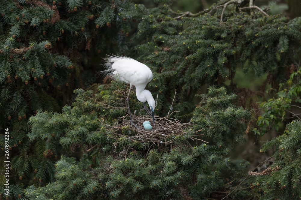 beautiful great egret