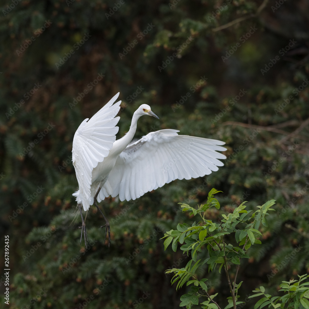 beautiful great white egret in flight