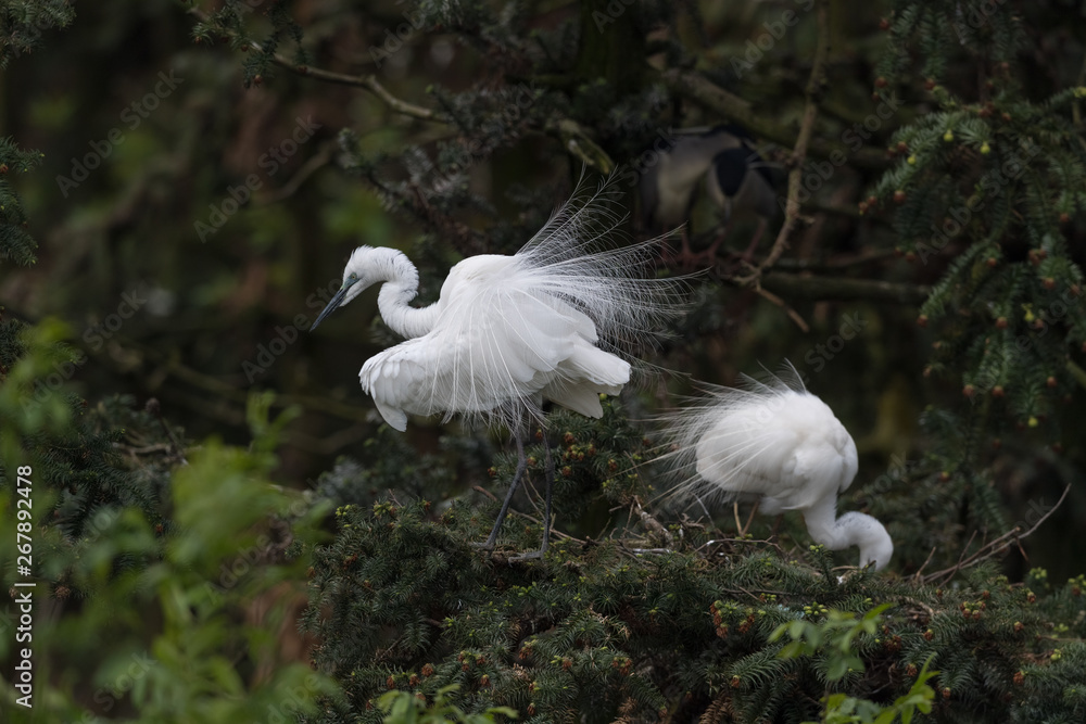 great white egret