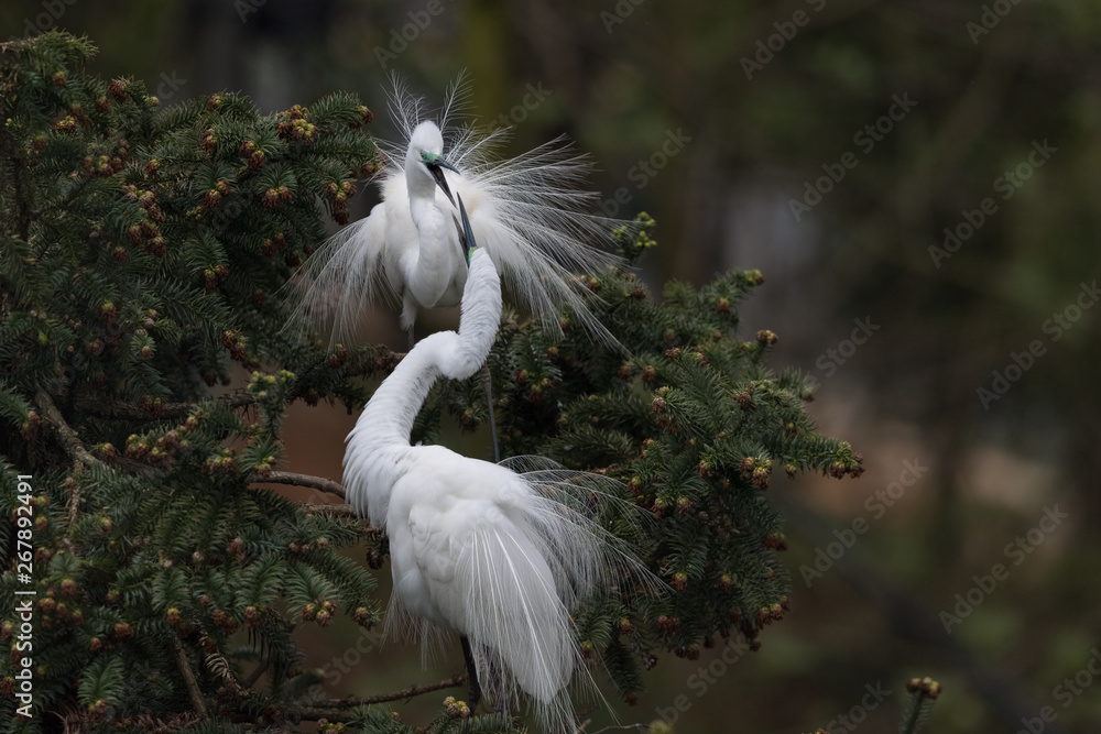 beautiful great egret