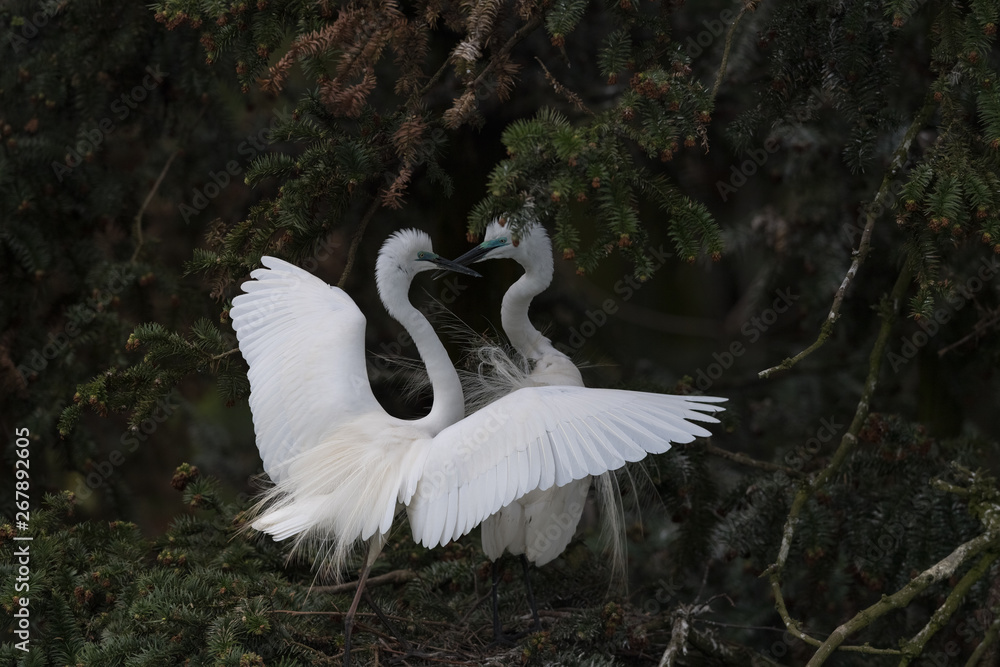 beautiful great egret