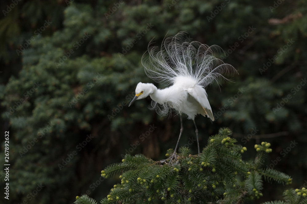 great white heron displaying breeding plumage