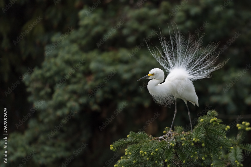 beautiful great white egret