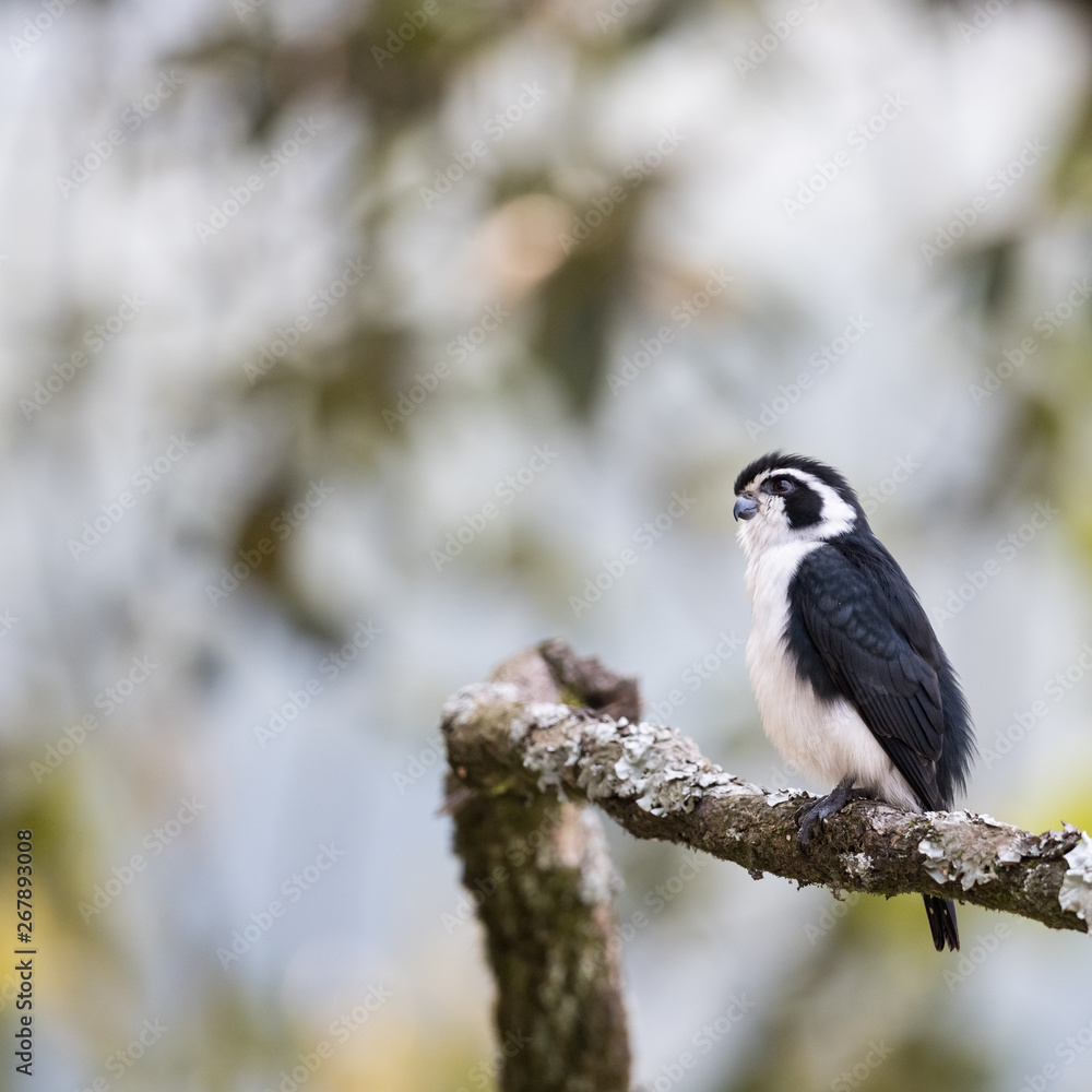 pied falconet stand on a branch