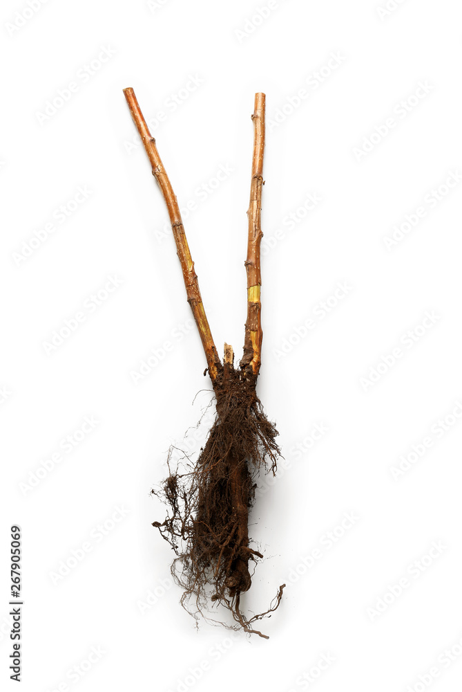 Seedling on white background