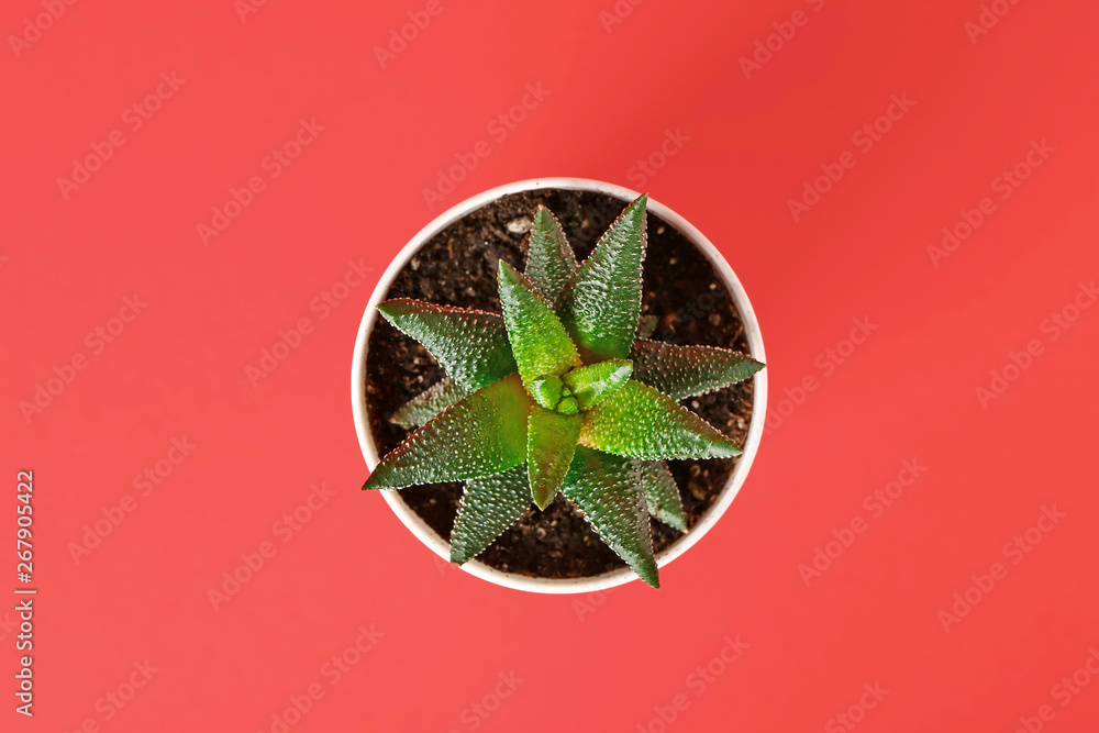 Pot with succulent on color background, top view