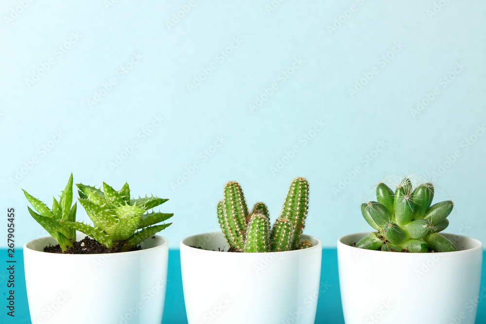 Pots with cacti and succulent on color table