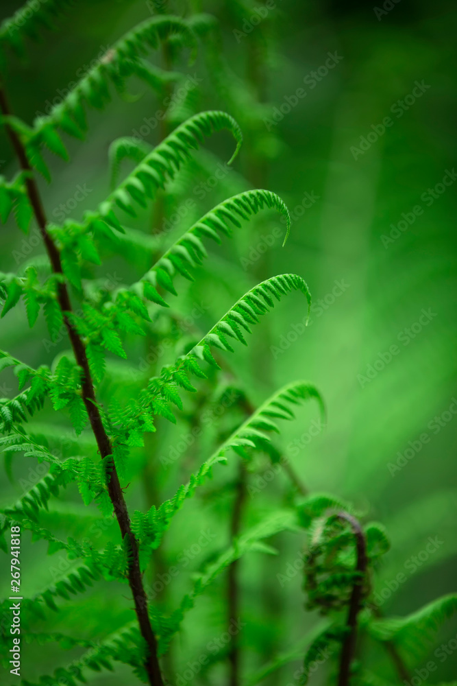 绿色春季蕨类植物背景