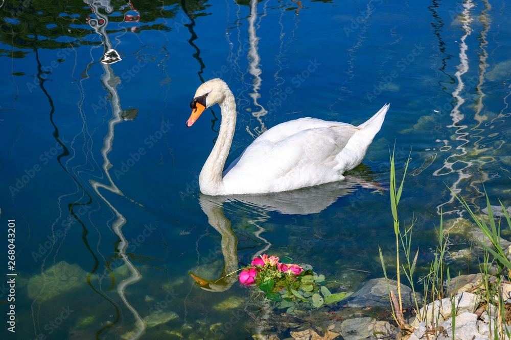 Łabędź w porcie Skradin, Chorwacja