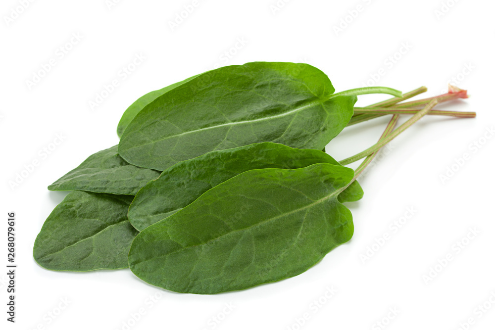 Sorrel leaf on white