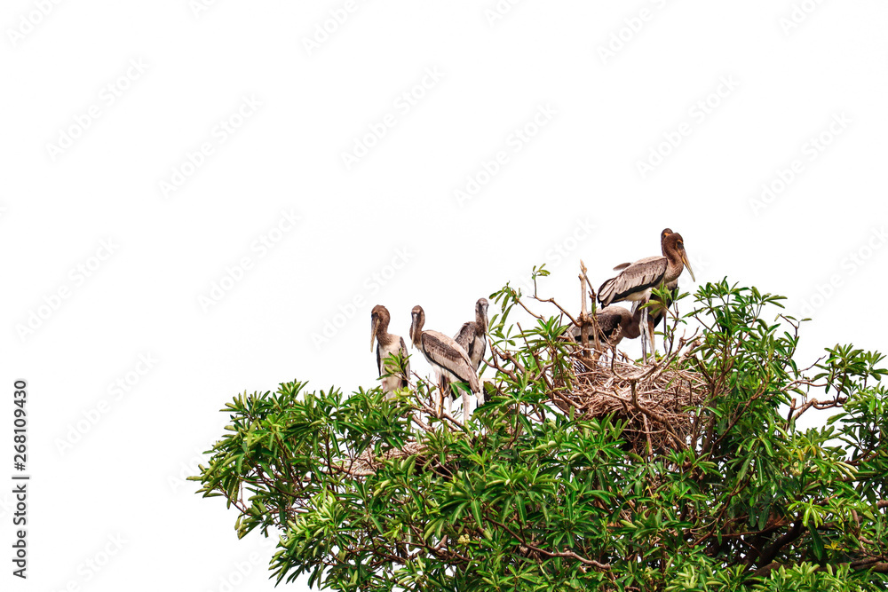 Painted Stork isolated