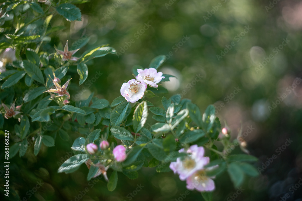 blooming bird cherry tree in spring